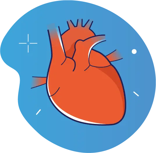 Heart